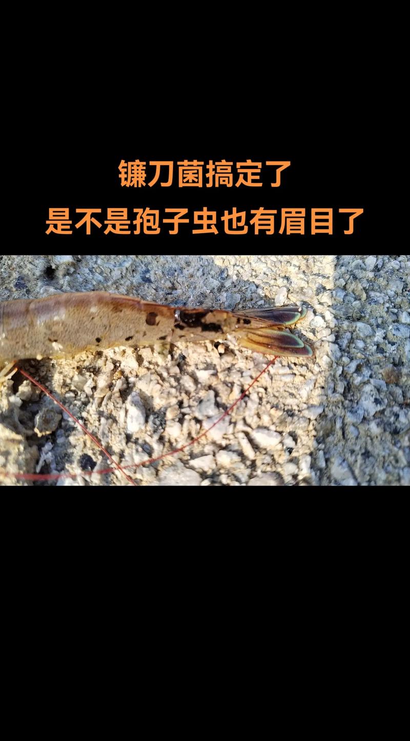 江门南美白对虾养殖技术要点有哪些?-图2 江门南美白对虾养殖技术要点有哪些?-图2