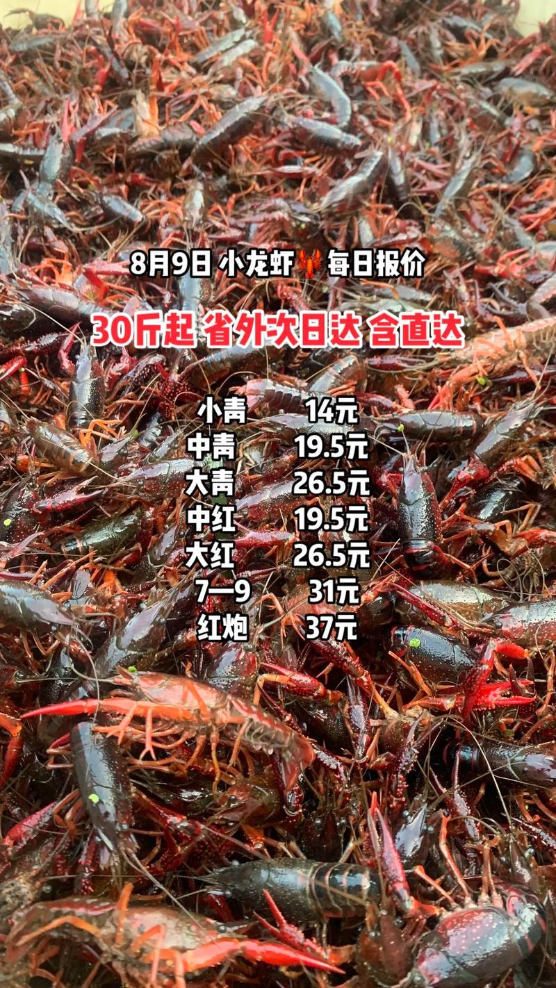 2025大龙虾尾巴价格为何涨跌?-图1 2025大龙虾尾巴价格为何涨跌?-图1