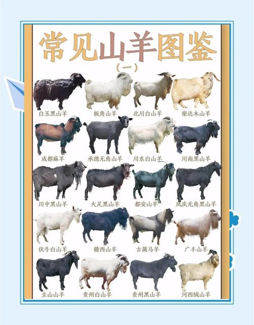 国内出名的肉用山羊品种-图1 国内出名的肉用山羊品种-图1