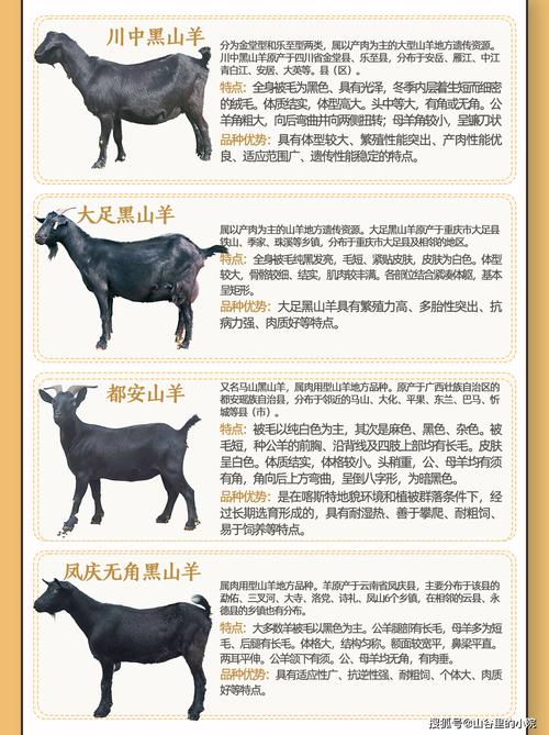 国内出名的肉用山羊品种-图3 国内出名的肉用山羊品种-图3