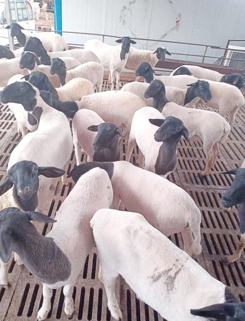 国内出名的肉用山羊品种-图2 国内出名的肉用山羊品种-图2