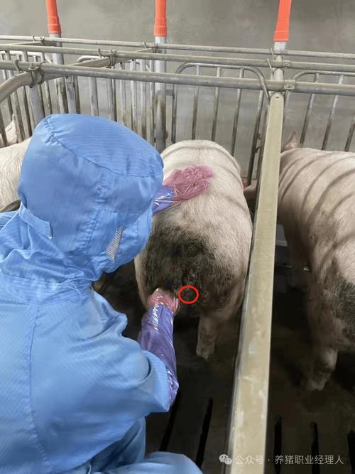 母猪饲养管理技术视频要点有哪些?-图3 母猪饲养管理技术视频要点有哪些?-图3