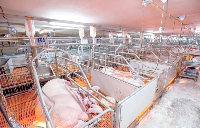 母猪饲养管理技术视频要点有哪些？-图2