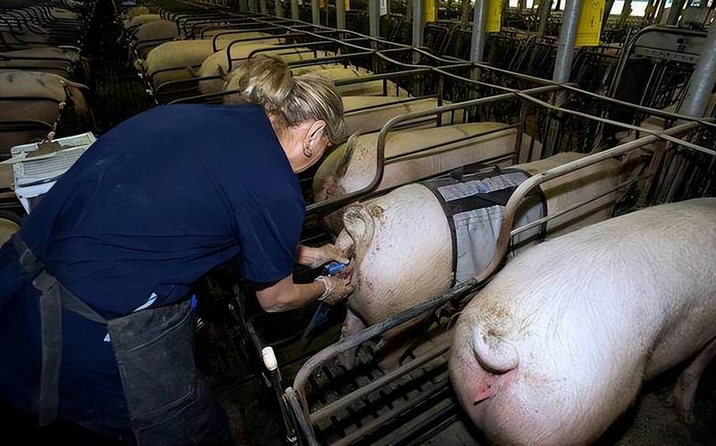 母猪饲养管理技术视频要点有哪些?-图1 母猪饲养管理技术视频要点有哪些?-图1