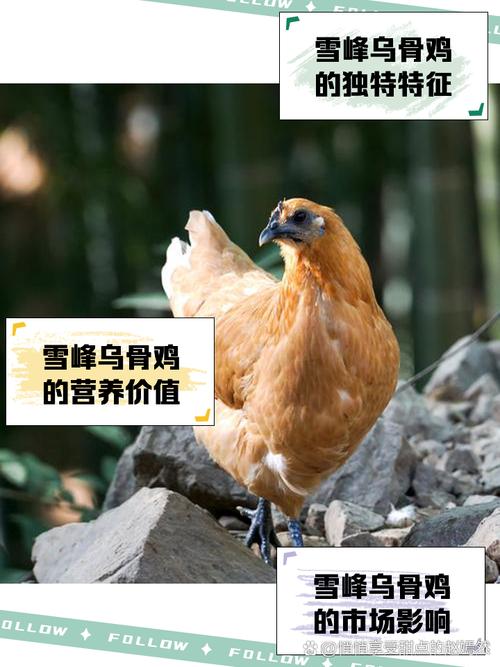 2025养天山雪鸡价格-图1