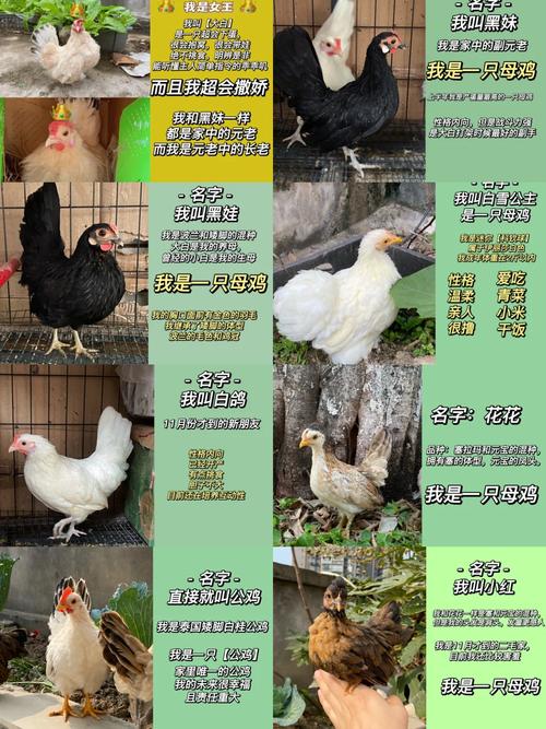 2025养天山雪鸡价格-图2