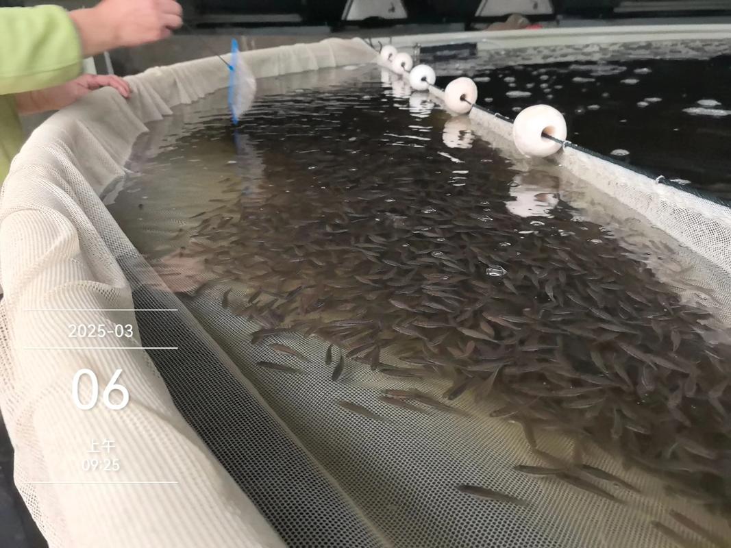 加州鲈鱼循环水养殖技术如何高效应用？-图1