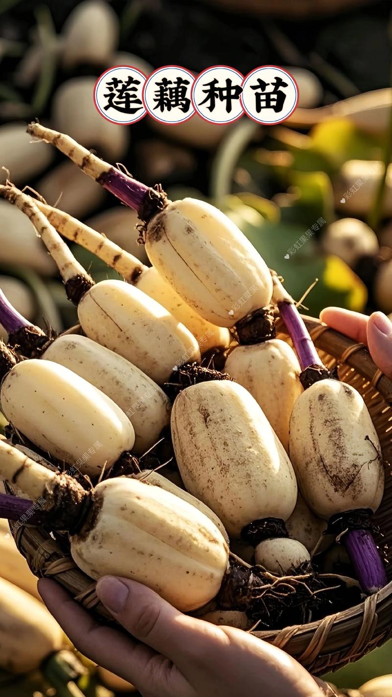 南方种什么藕品种最优?-图3 南方种什么藕品种最优?-图3