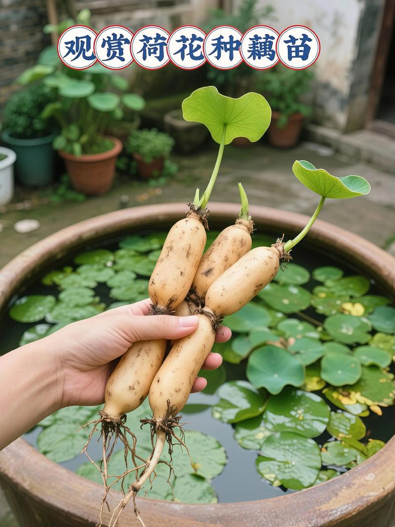 南方种什么藕品种最优？-图2