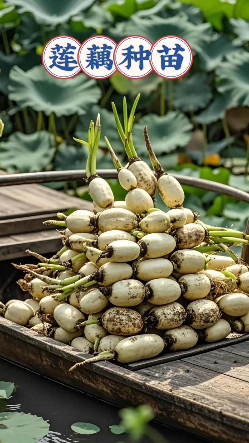 南方种什么藕品种最优?-图1 南方种什么藕品种最优?-图1