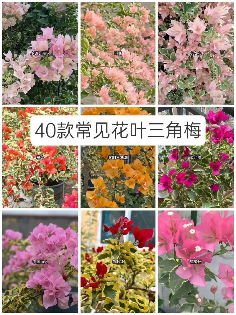 梅花品种如何靠叶子区分?-图2 梅花品种如何靠叶子区分?-图2