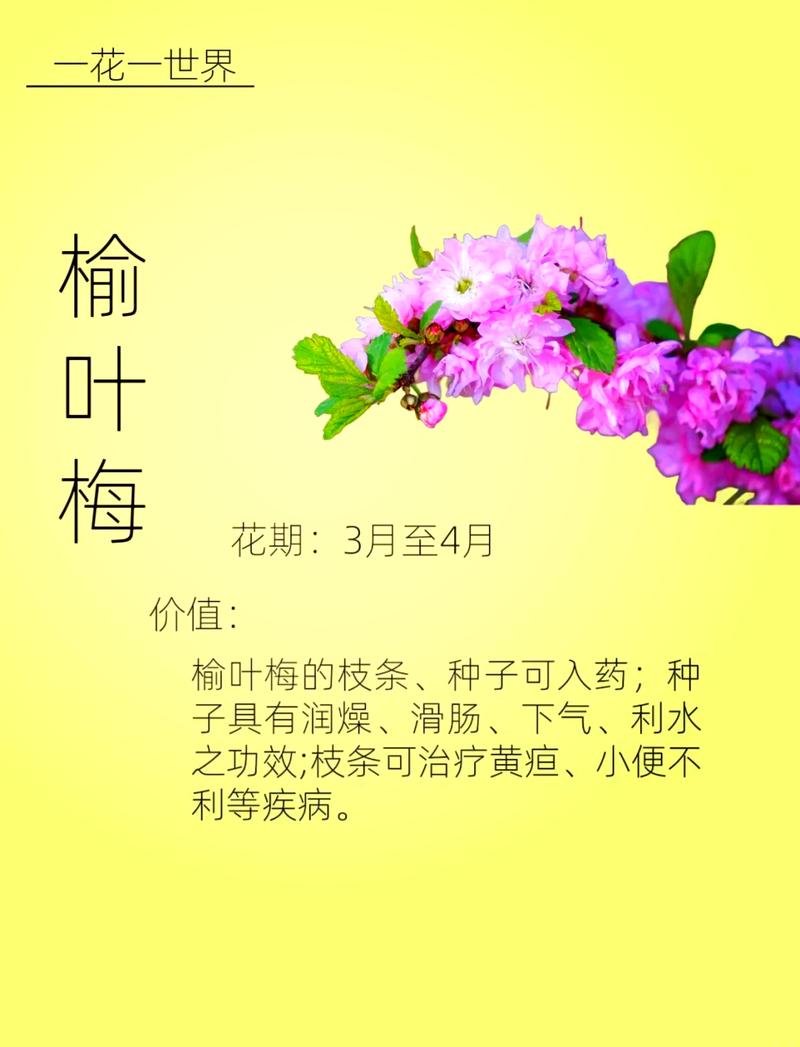 梅花品种如何靠叶子区分？-图3