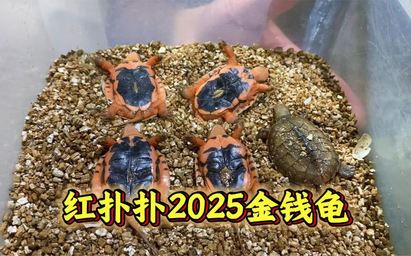 越南金钱龟价格2025-图1 越南金钱龟价格2025-图1