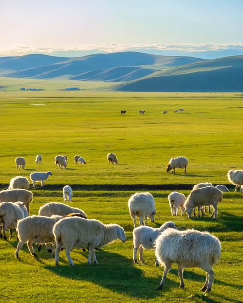 内蒙古绵羊主要杂交品种-图2