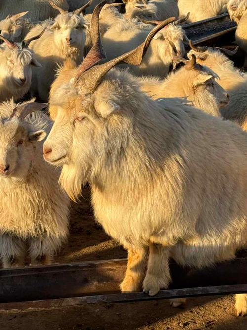 内蒙古绵羊主要杂交品种-图1