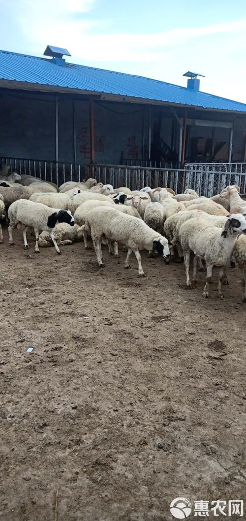 内蒙古绵羊主要杂交品种-图3