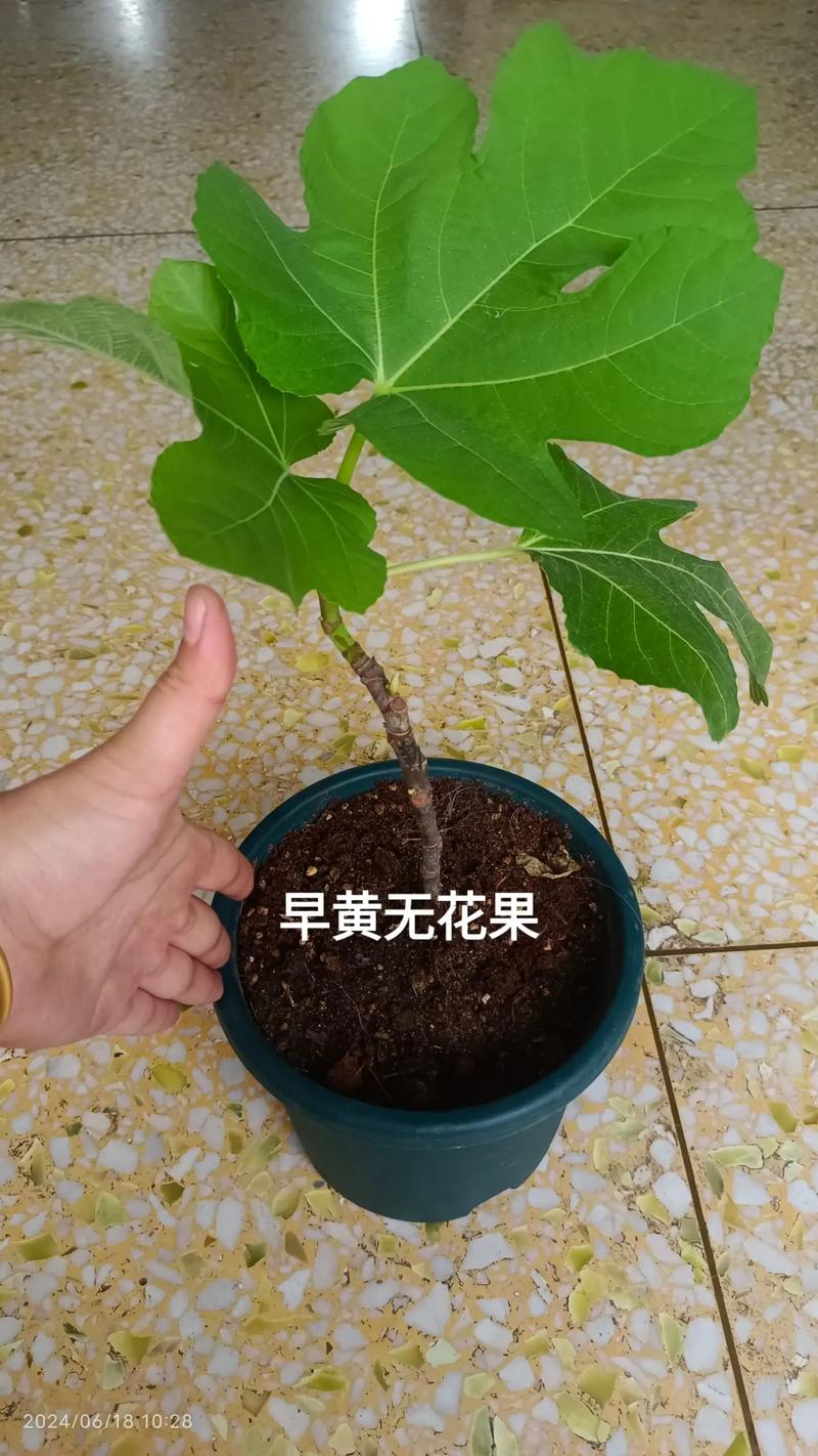 新疆无花果栽培种植技术-图1 新疆无花果栽培种植技术-图1