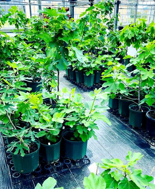 新疆无花果栽培种植技术-图2