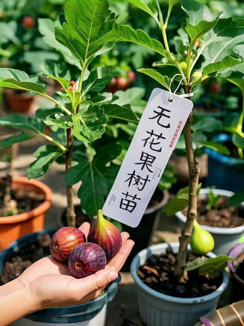 新疆无花果栽培种植技术-图3