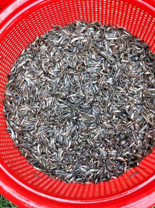 湖南优质台湾泥鳅苗价格多少？-图2