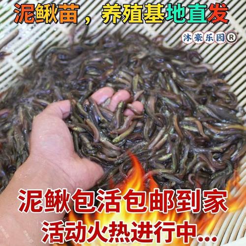 湖南优质台湾泥鳅苗价格多少?-图1 湖南优质台湾泥鳅苗价格多少?-图1