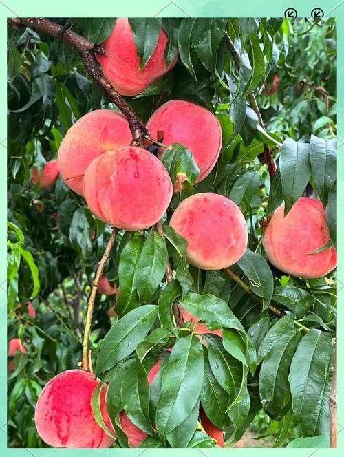 2025年桃子新品种有哪些?-图1 2025年桃子新品种有哪些?-图1