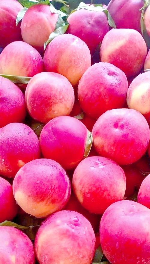 2025年桃子新品种有哪些？-图3