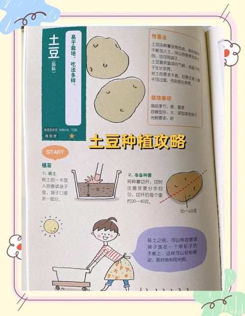 马铃薯高产栽培技术有哪些关键要点？-图1