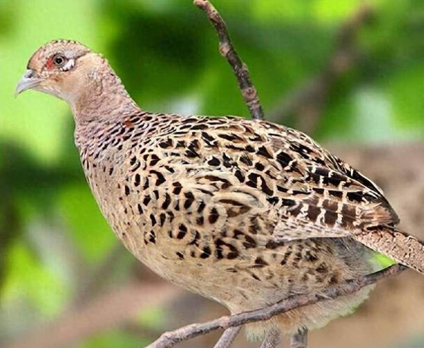 野生小野鸡家养关键技术有哪些？-图3