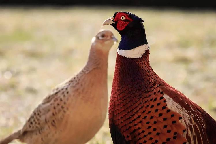 野生小野鸡家养关键技术有哪些?-图2 野生小野鸡家养关键技术有哪些?-图2