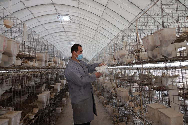 肉鸽养殖方法与技术视频有哪些要点？-图1