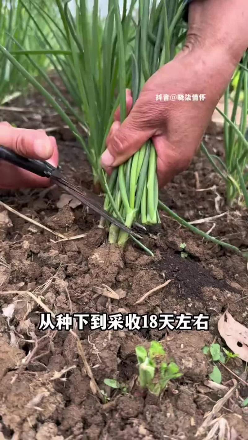 冬季盆栽葱怎么种?视频教你技术要点-图2 冬季盆栽葱怎么种?视频教你技术要点-图2