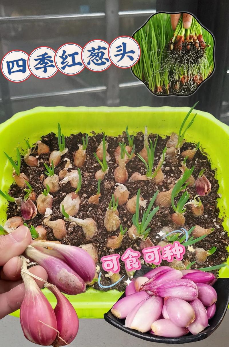 冬季盆栽葱怎么种?视频教你技术要点-图3 冬季盆栽葱怎么种?视频教你技术要点-图3