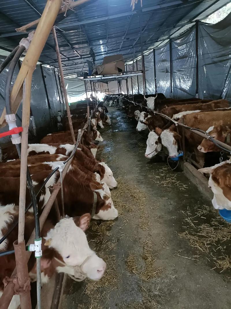 农村养牛技术视频，养母牛有哪些关键技术？-图3