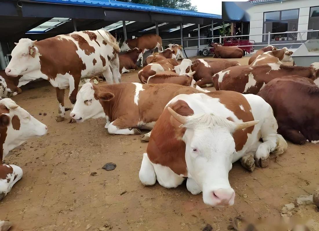 农村养牛技术视频,养母牛有哪些关键技术?-图1 农村养牛技术视频,养母牛有哪些关键技术?-图1