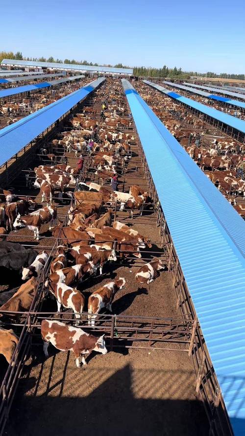 农村养牛技术视频,养母牛有哪些关键技术?-图2 农村养牛技术视频,养母牛有哪些关键技术?-图2