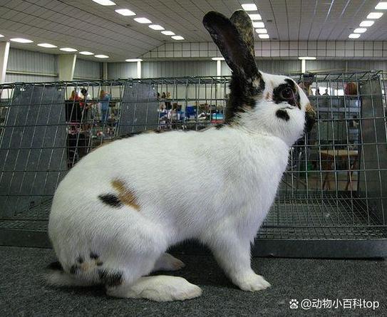 世界最大肉兔品种是哪一种？-图3