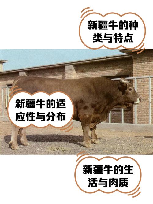 新疆养殖牛品种具体有哪些？-图2
