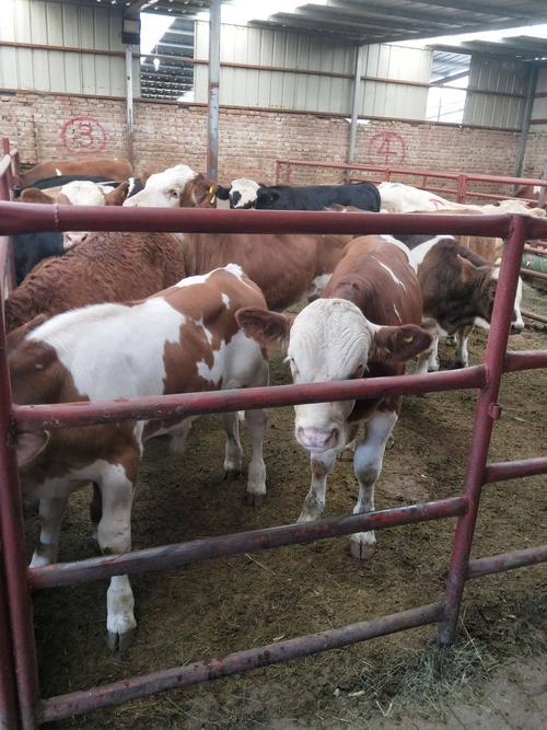 新疆养殖牛品种具体有哪些？-图1