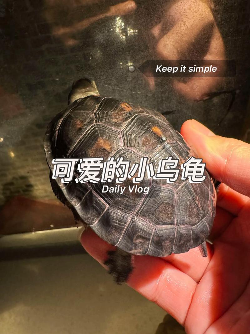 成年黑颈龟2025年价格会涨还是跌？-图2