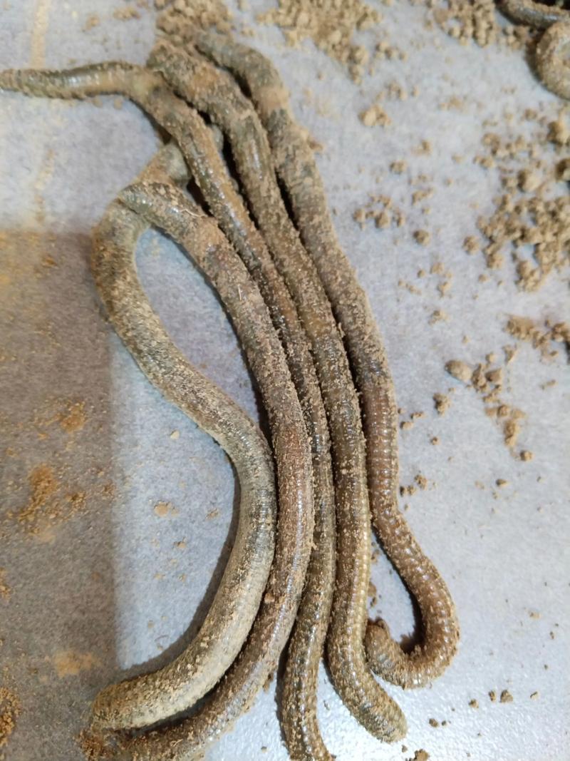 2025养蚯蚓先进技术-图1 2025养蚯蚓先进技术-图1