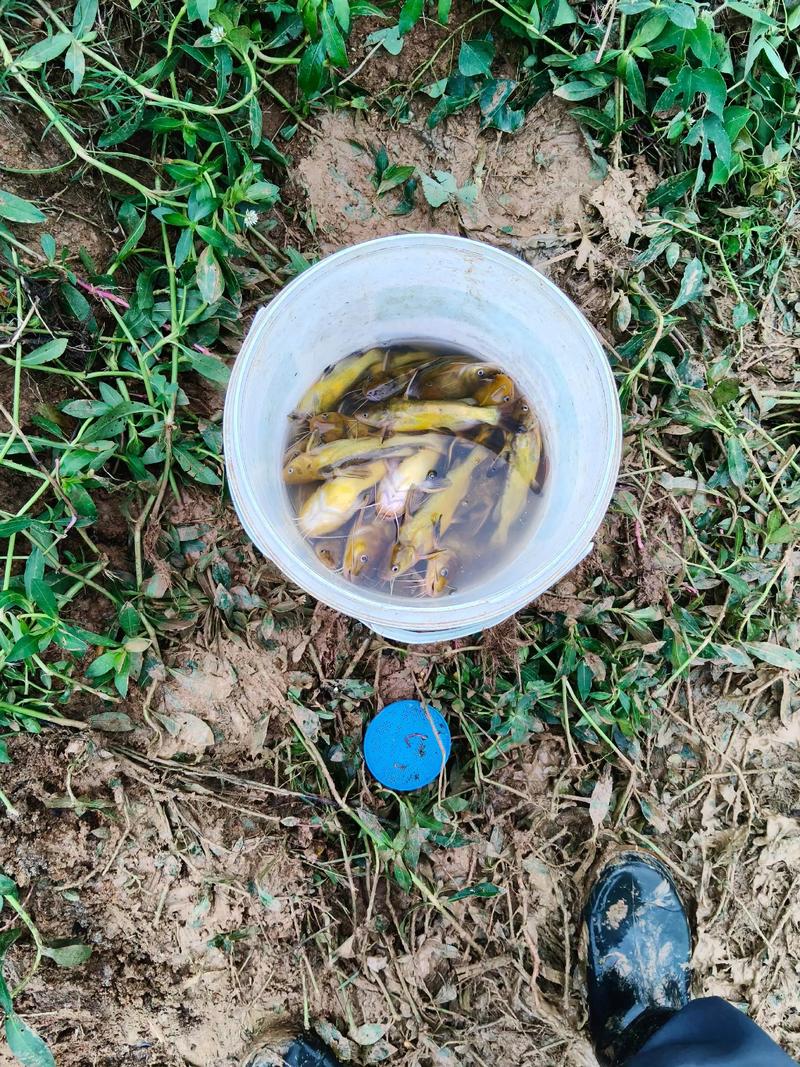 2025养蚯蚓先进技术-图3 2025养蚯蚓先进技术-图3