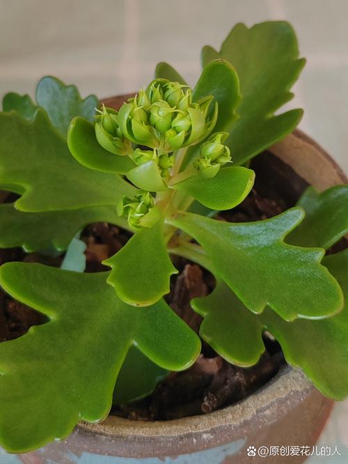 叶子大的长寿花是什么稀有品种？-图2