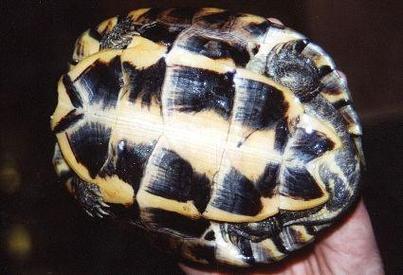 2025年安南杂龟价格会涨还是跌?-图3 2025年安南杂龟价格会涨还是跌?-图3