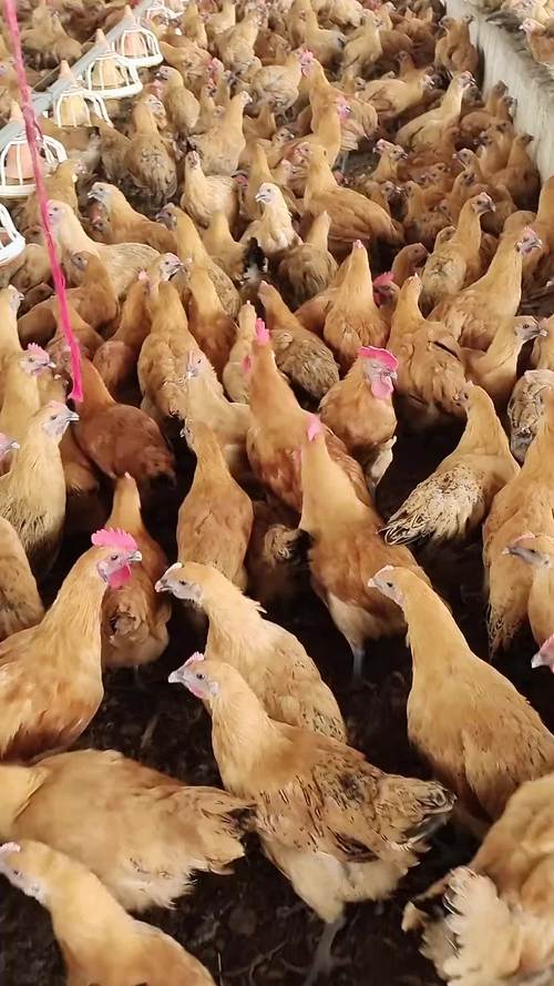 28号长春肉鸡最新价格多少钱一斤?-图1 28号长春肉鸡最新价格多少钱一斤?-图1