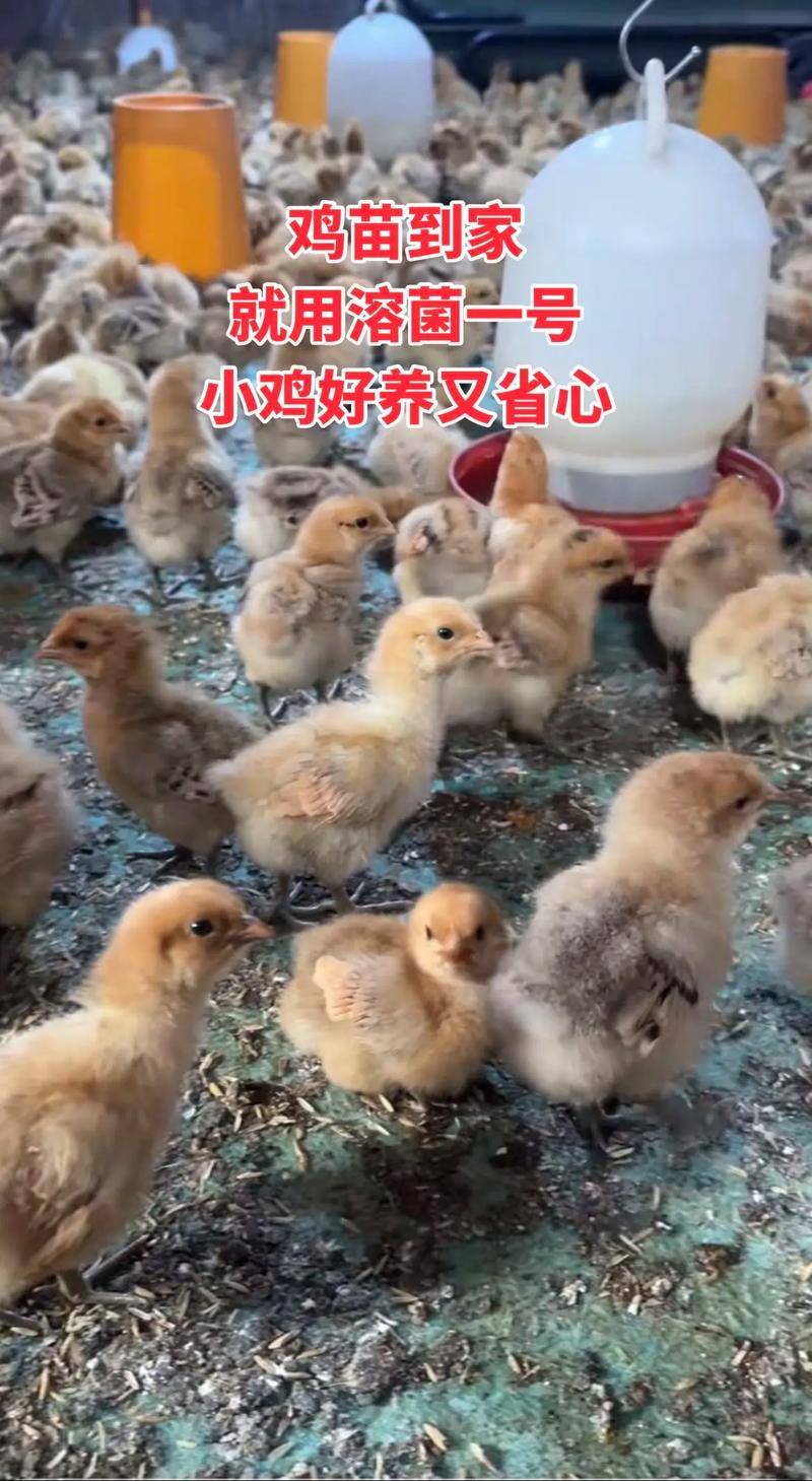 山鸡育雏视频技术要点有哪些？-图2