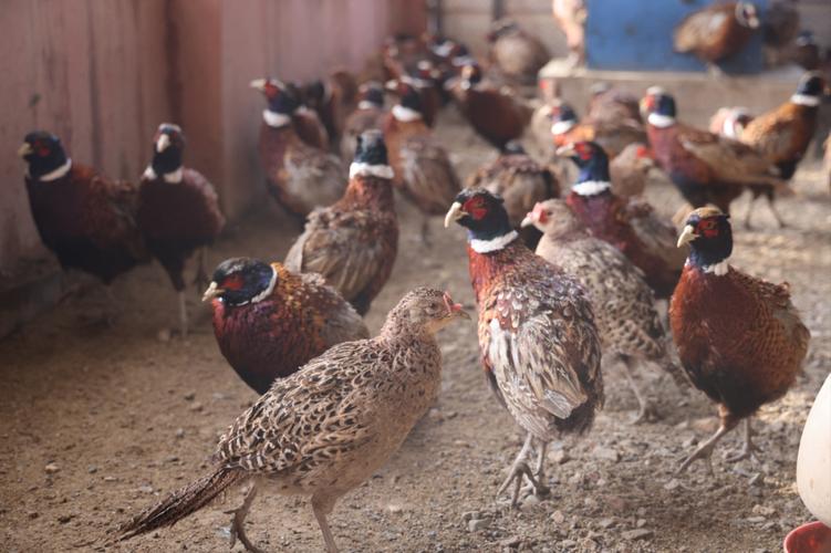 山鸡育雏视频技术要点有哪些？-图1