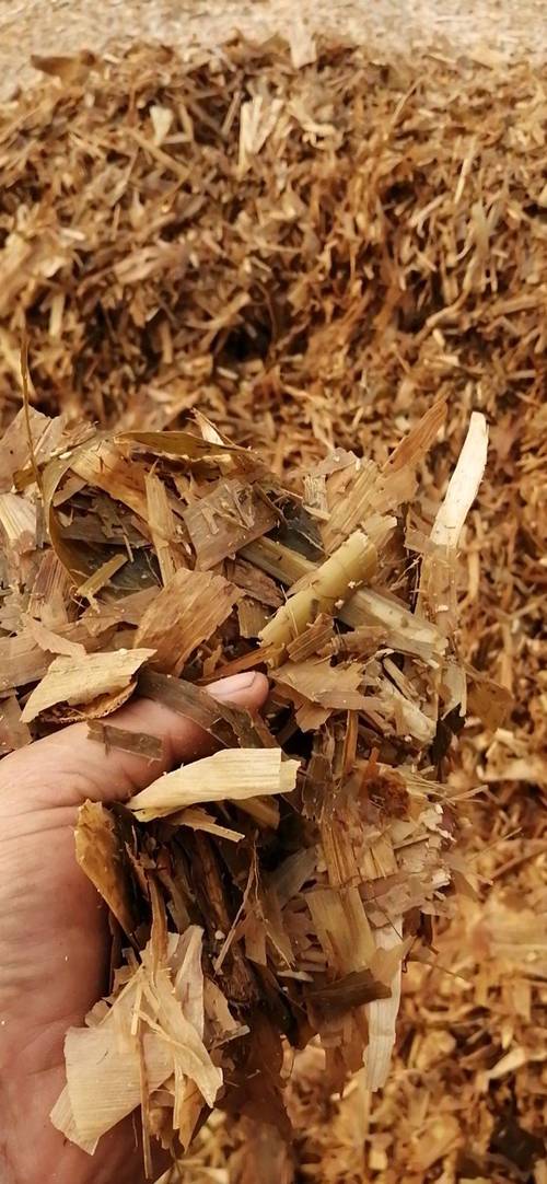 青玉米秸秆发酵技术视频怎么做?-图1 青玉米秸秆发酵技术视频怎么做?-图1