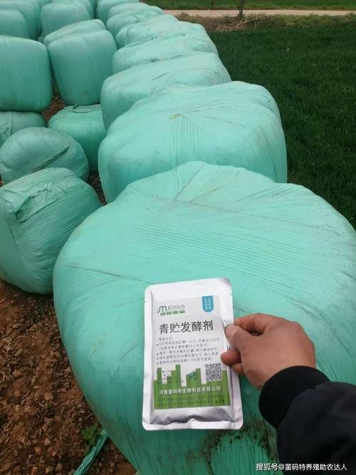 青玉米秸秆发酵技术视频怎么做?-图3 青玉米秸秆发酵技术视频怎么做?-图3