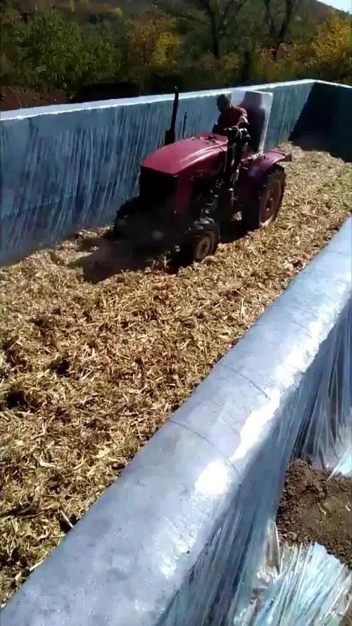 青玉米秸秆发酵技术视频怎么做?-图2 青玉米秸秆发酵技术视频怎么做?-图2